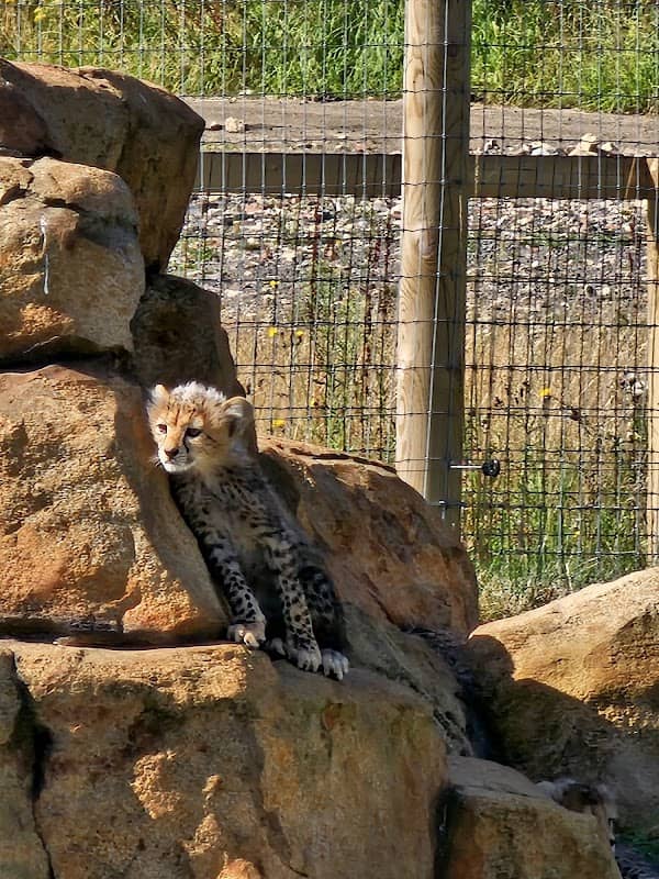 Cheetah Territory - Image 2