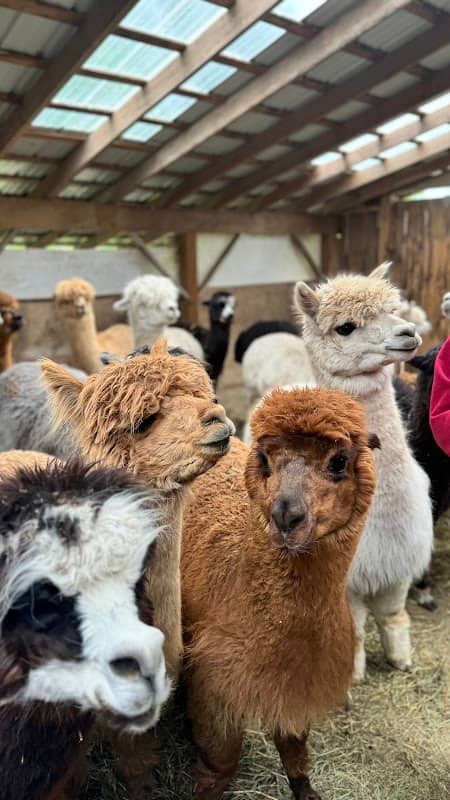Hidden Meadows Alpacas - Image 2