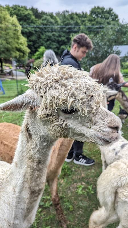 Hidden Meadows Alpacas - Image 1