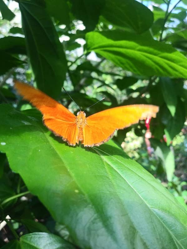 Butterfly Habitat - Image 2