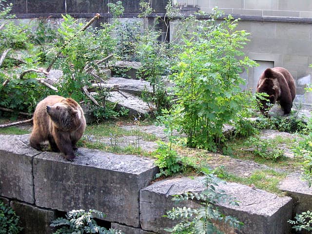 BearPark - Image 2