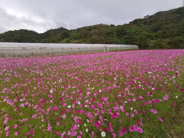 Haneji Cosmos Flower Field - Image 1