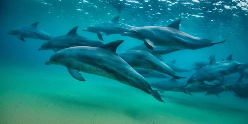 Eco-Friendly Dolphin Watching Tour - Image 1