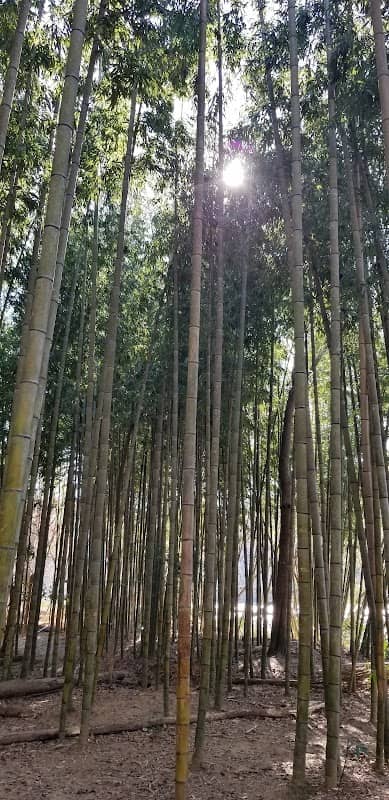 Bamboo Trail - Image 2