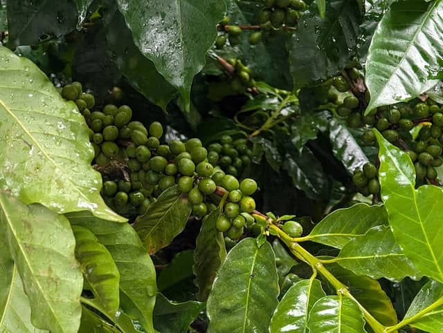 Bella Vista Coffee Tour - Image 1