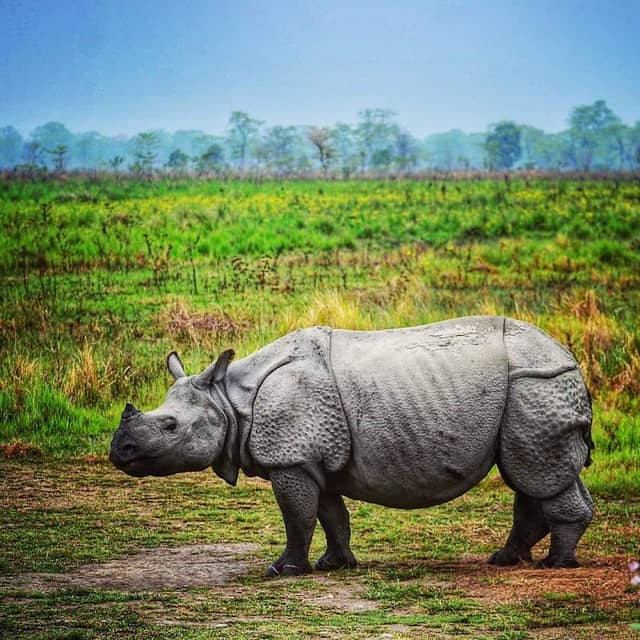 Manas National Park - Image 3