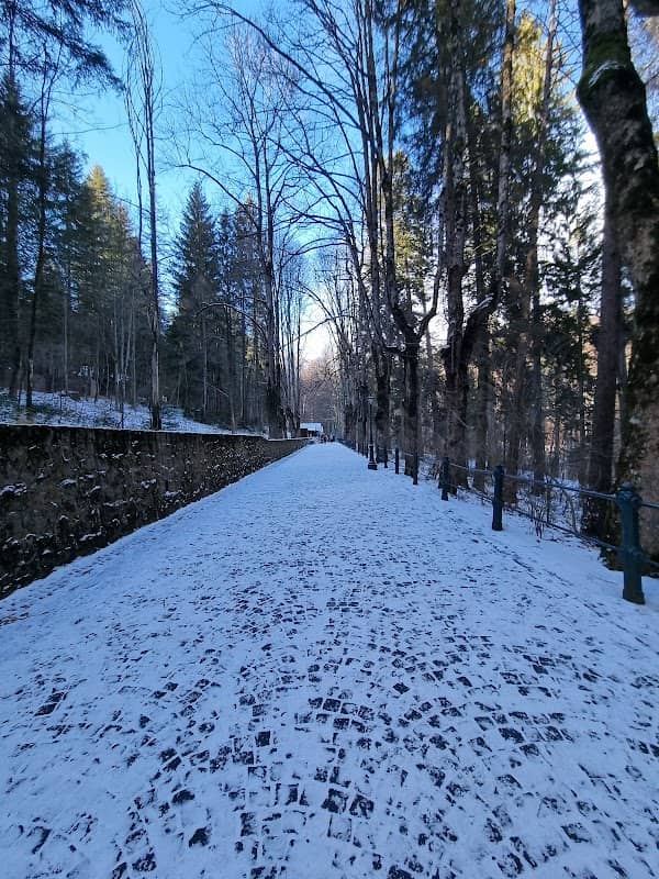 Pădurea Familiei Regale - Image 1