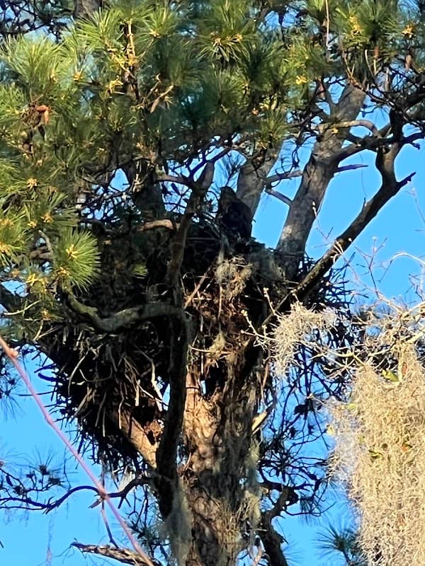 Founders Way Eagles' Nest - Image 2