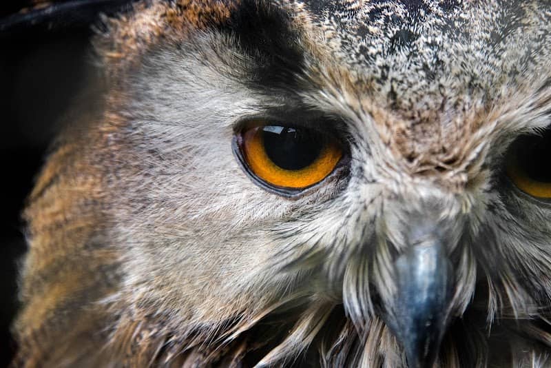 Kingsley Bird & Falconry Centre - Image 2
