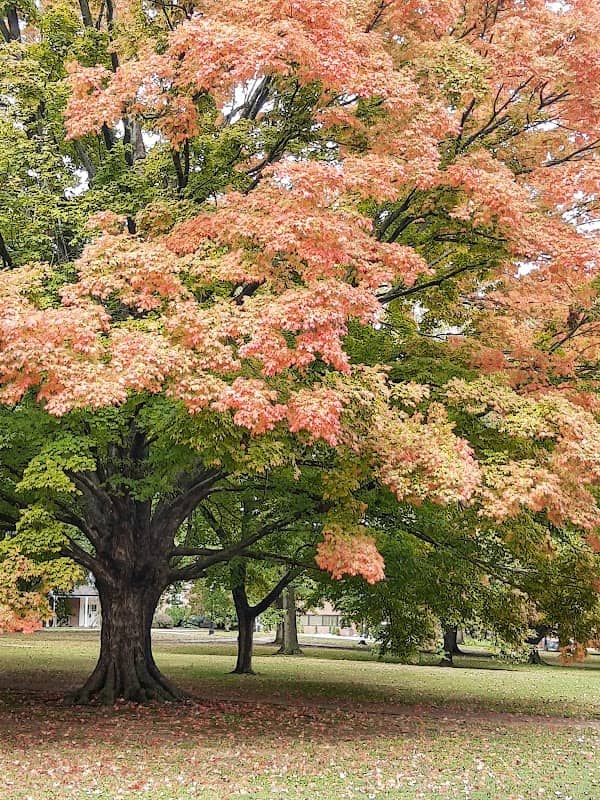 The Quad/Arboretum - Image 2