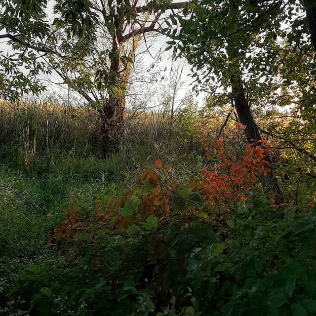Old Mill Park - Image 1