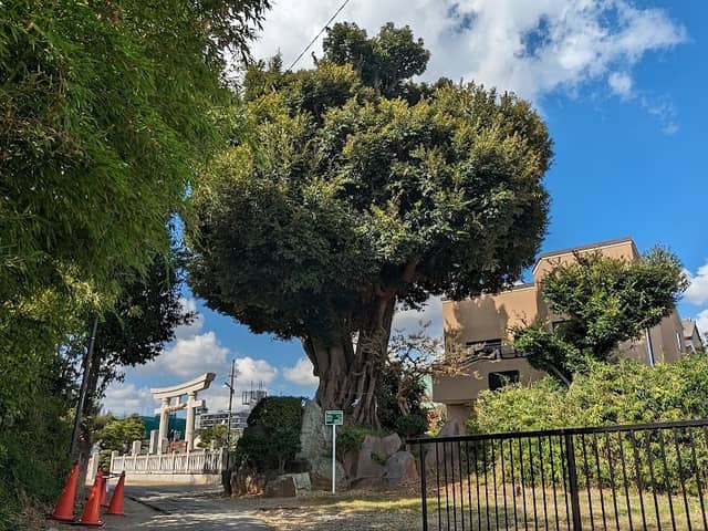 Thousand-Year-Old Itajii Chinkapin Tree - Image 1