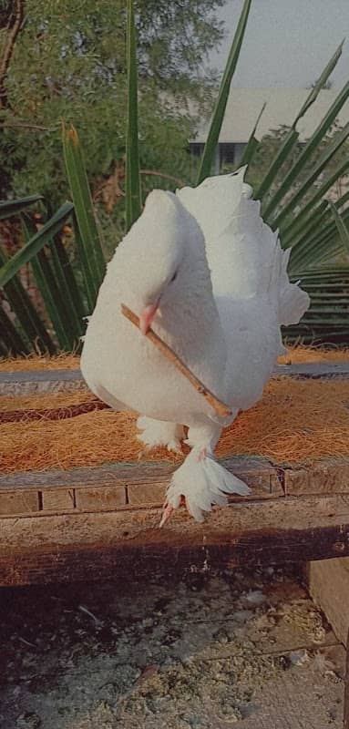 JK Jagan pigeons - Image 1