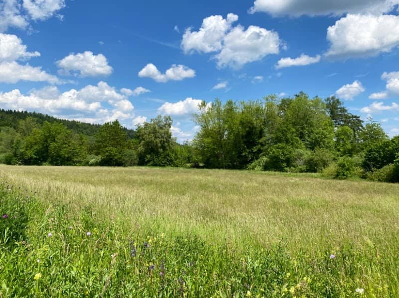 Brunnmatte Roggwil Nature Reserve - Image 1