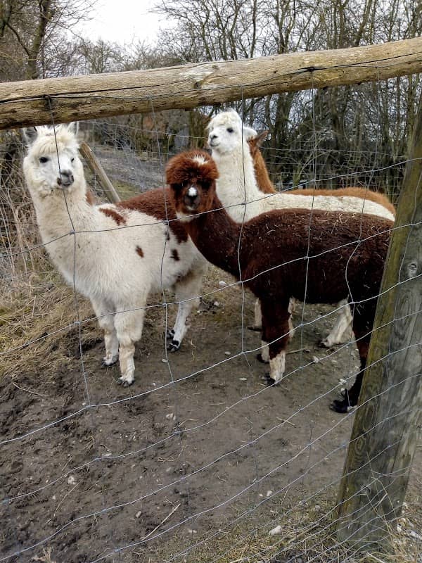 Das Palsweiser Moos - Image 1