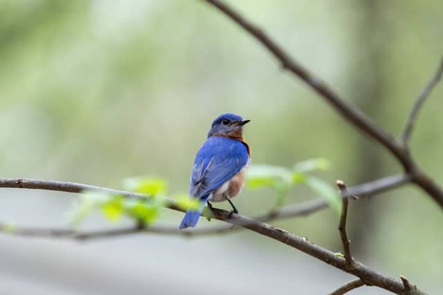 Dunwoody Nature Center - Image 1