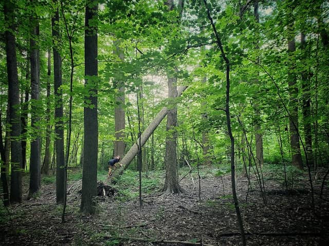Trumbull Woods Park - Image 1