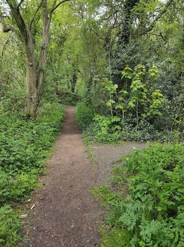 Peascroft Wood - Image 2