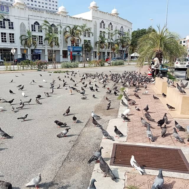 Pigeons Square - Image 1