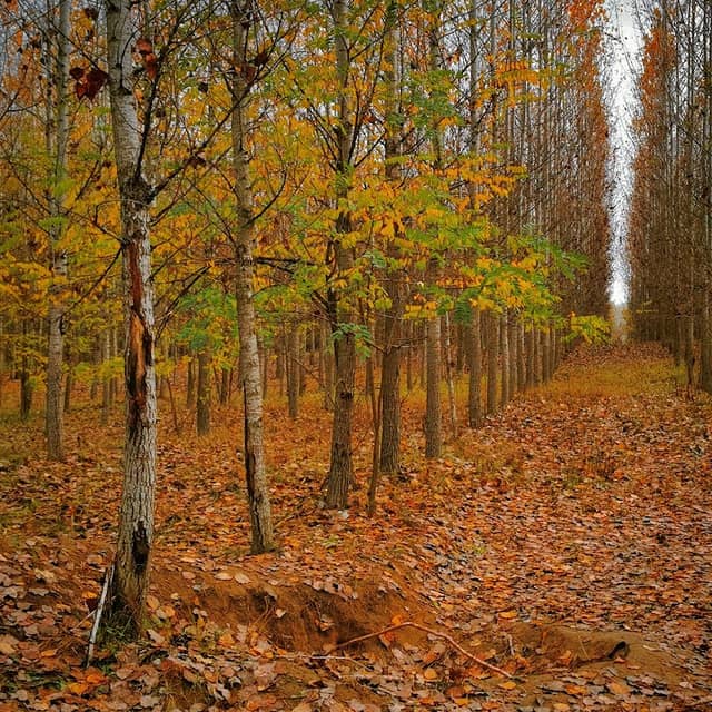ERDEI SZABADIDŐPARK - Image 1