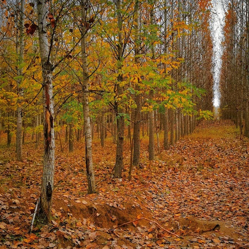 ERDEI SZABADIDŐPARK - Image 1