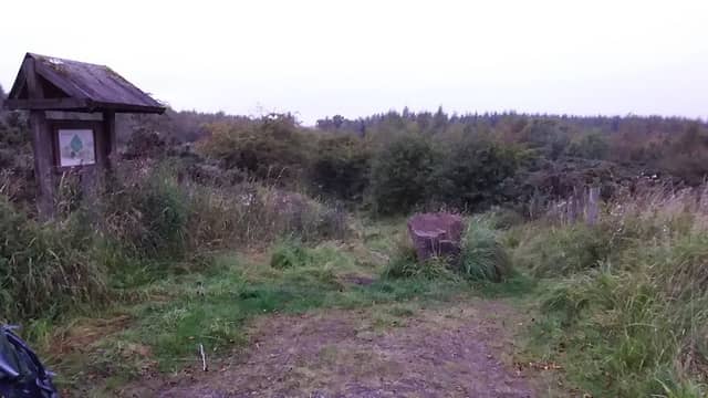 Dykehead woods - Image 2