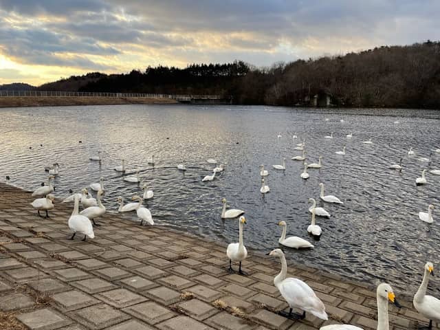 白鳥飛来地 直沢公園 - Image 1