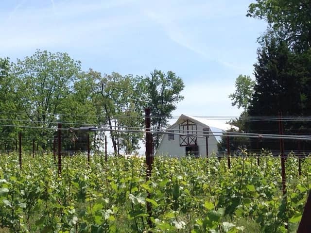 New Market Plains Vineyards - Image 2