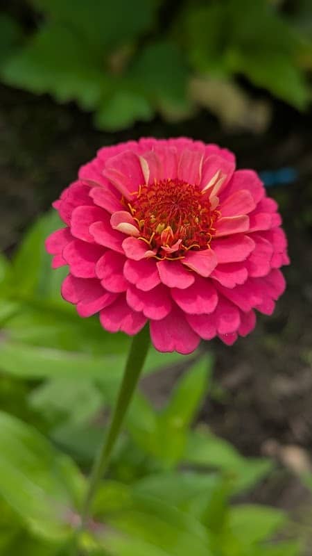 Greenmead Community Gardens - Image 2