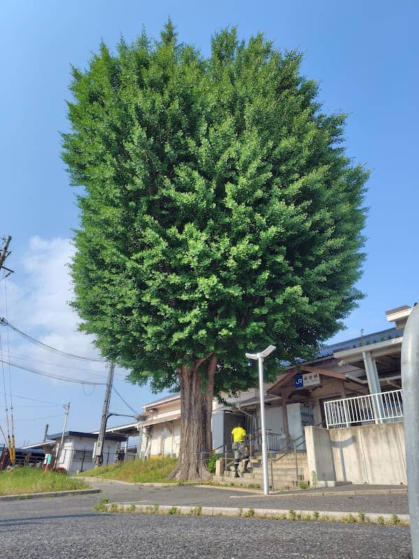 宇治市名木百選「いちょう」 - Image 2