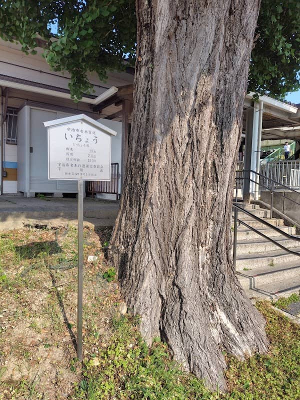 宇治市名木百選「いちょう」 - Image 1