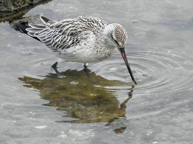 Oscar Merne memorial bird hide at Lurgangreen - Image 1