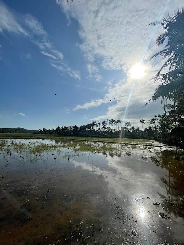 Venkida paddy stream - Image 1