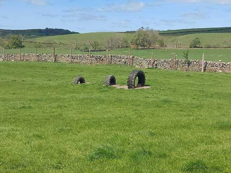 Dogs in the Country - Image 2