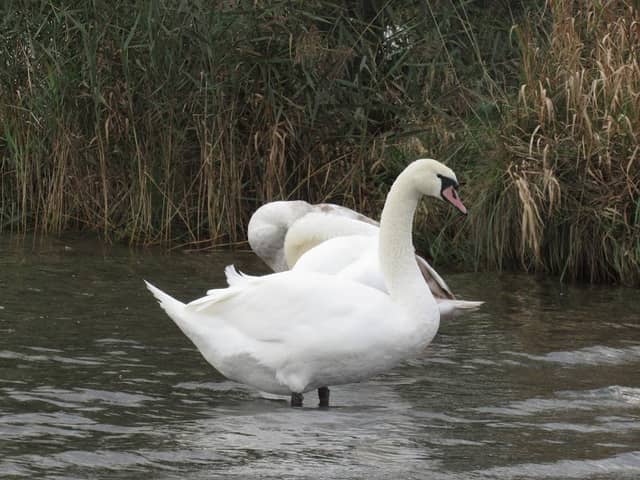 Swan- mullingar - Image 1