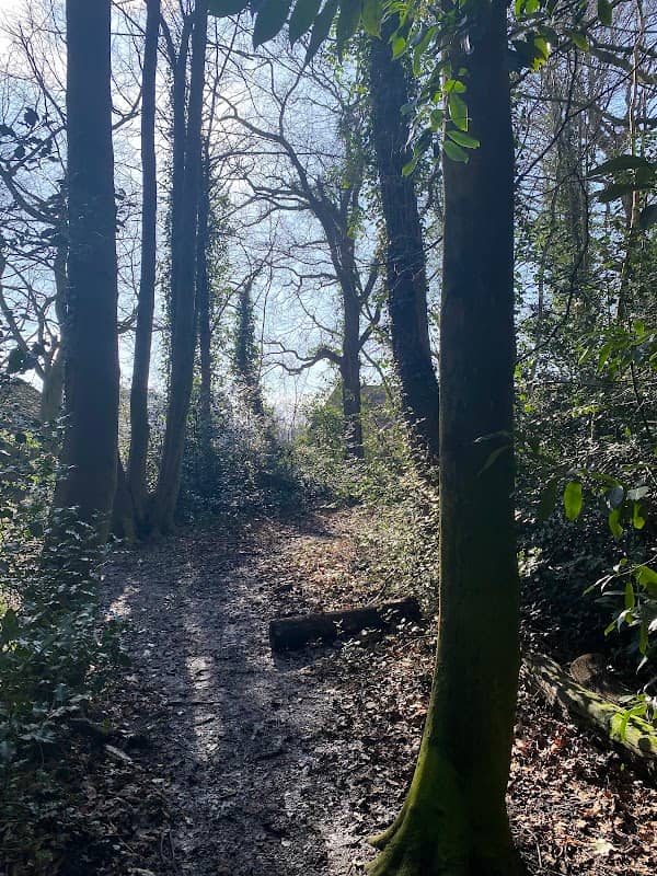 The Pinewoods Woodland Trust - Image 2