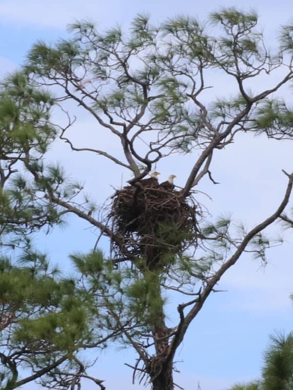 Eagle nest - Image 2