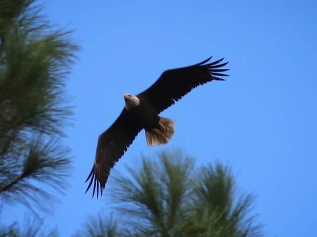 Eagle nest - Image 2