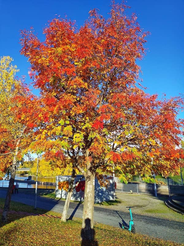 Kanavapuisto - Image 2