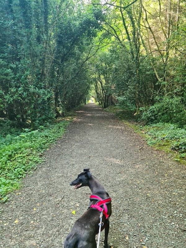 Creagh Woods - Image 1