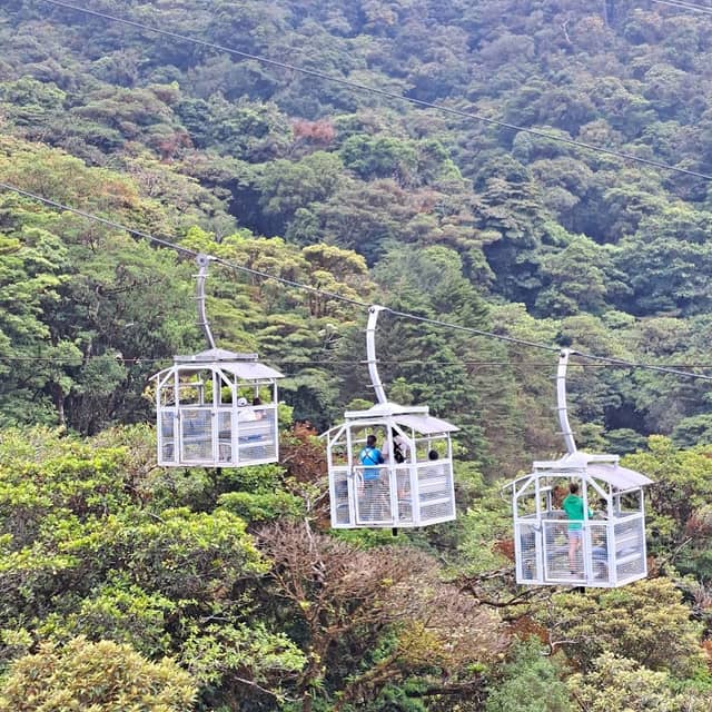 Treetopia Park - Image 2