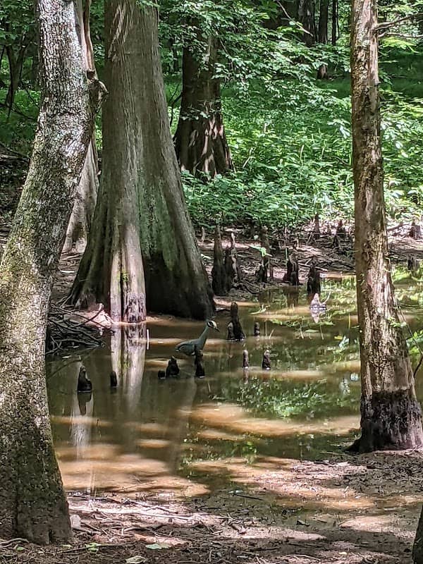 Peterson Lake Nature Center - Image 1