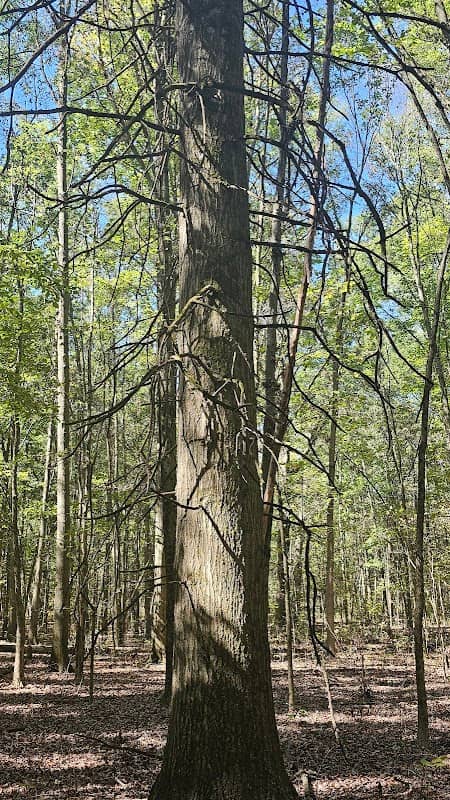 Sebring Woods - Image 2