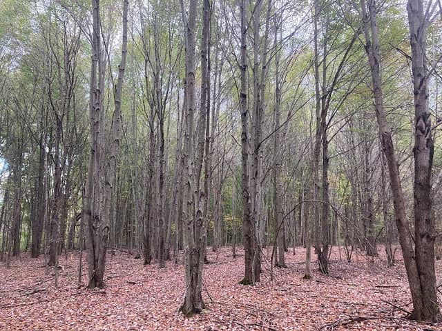 Sebring Woods - Image 1