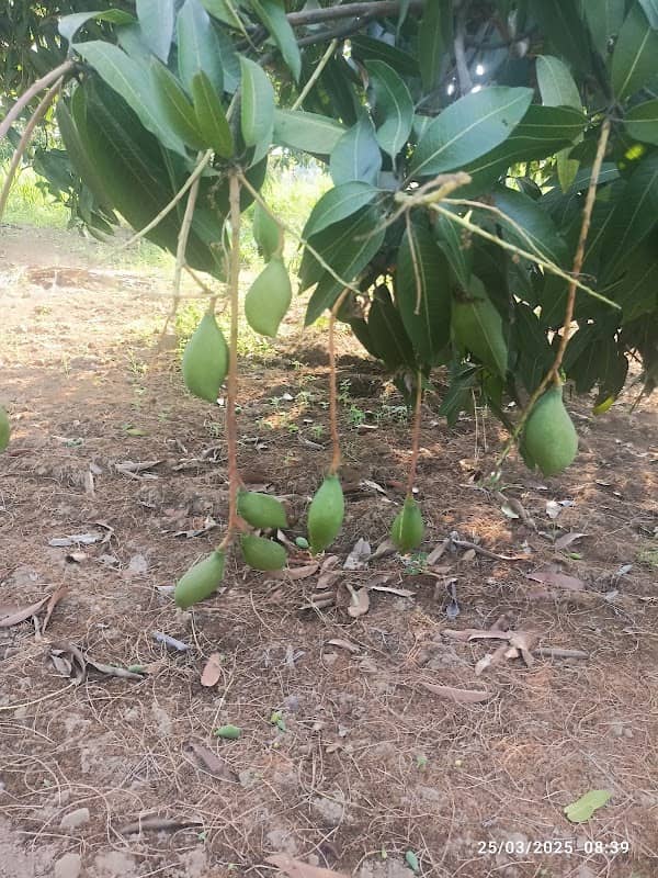 Jagadeesh mango garden - Image 1
