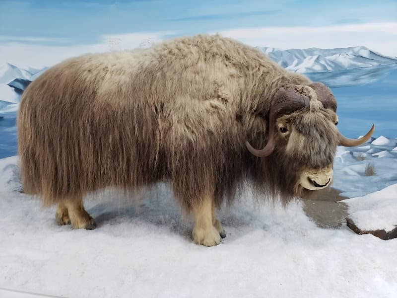 Mammoth Cave Wildlife Museum - Image 2