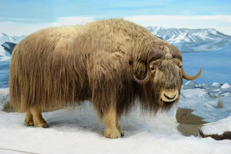 Mammoth Cave Wildlife Museum - Image 1