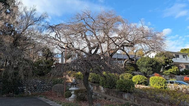横浜市名木古木 シダレザクラ - Image 2