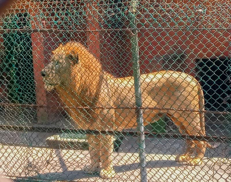 Ogba Zoo, Benin City. - Image 1