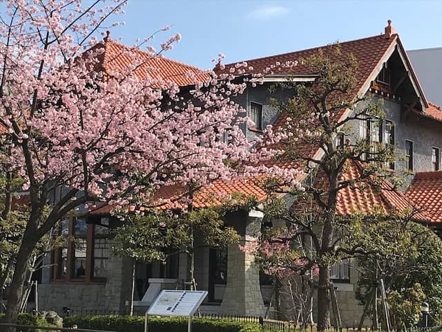 Ōkanzakura Cherry Blossom Street - Image 1